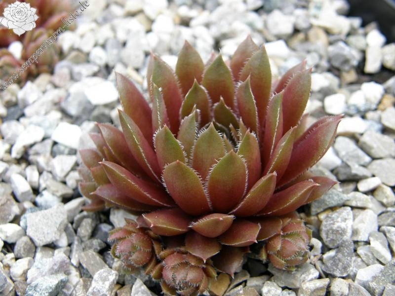 Pink Grapefruit