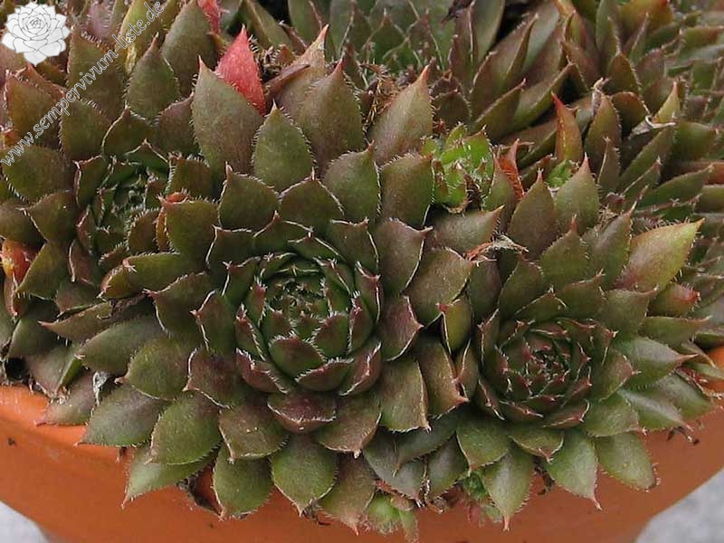 Pink Grapefruit