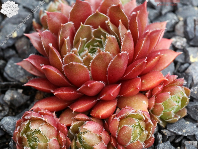 Pink Grapefruit