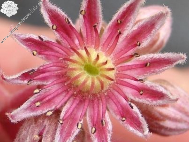 Pink Grapefruit
