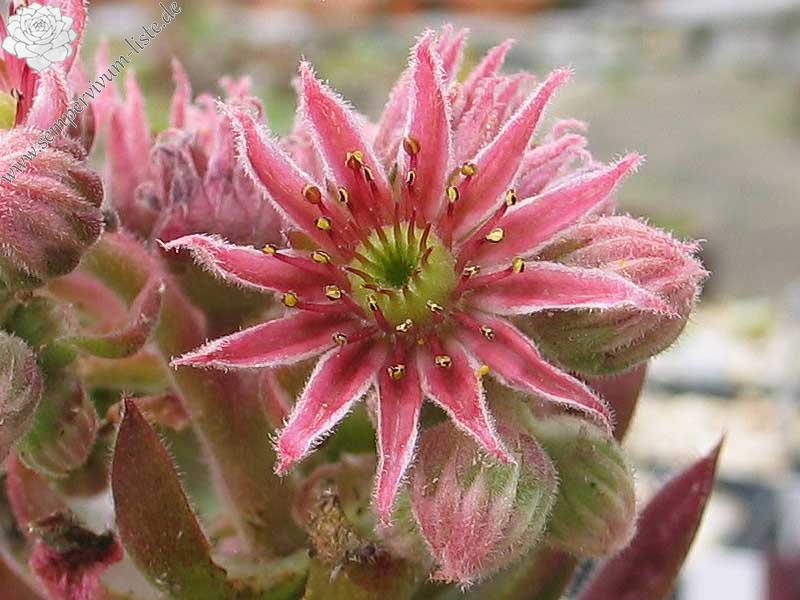Pink Grapefruit