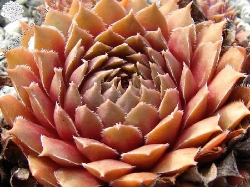 Pink Grapefruit