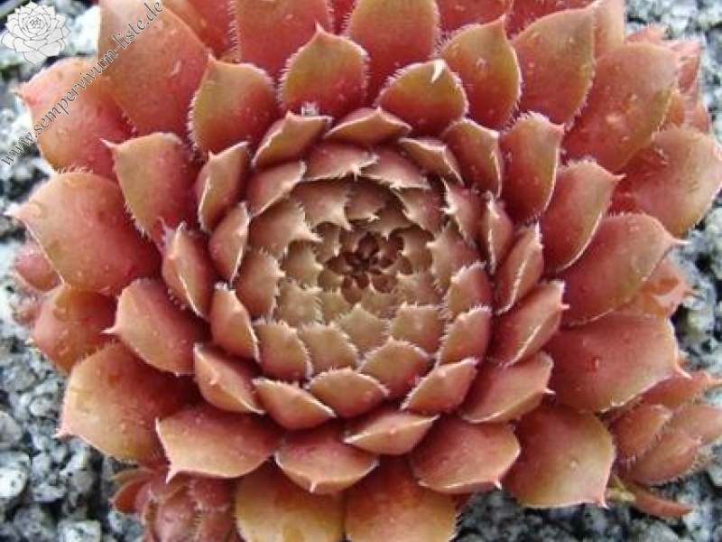 Pink Grapefruit