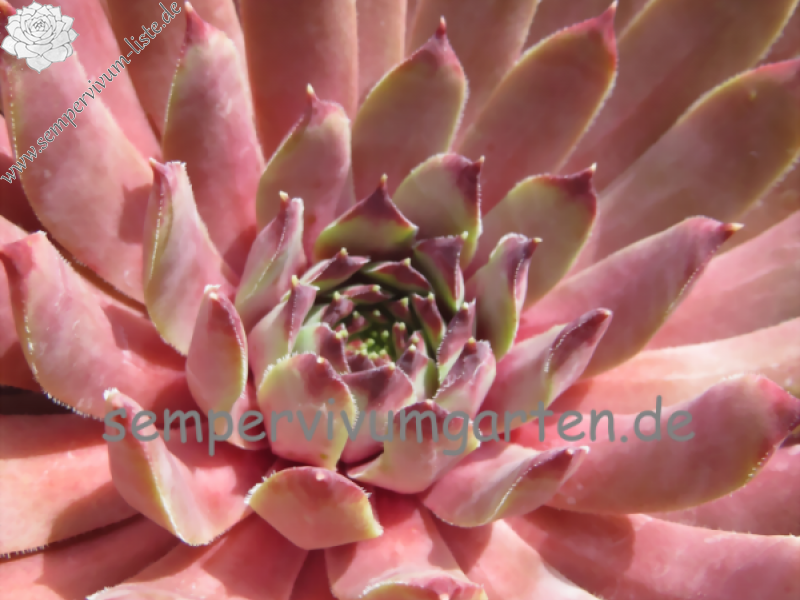 Pink Infinity
