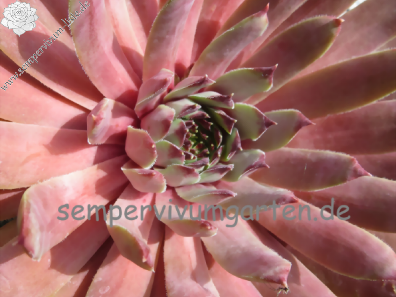 Pink Infinity