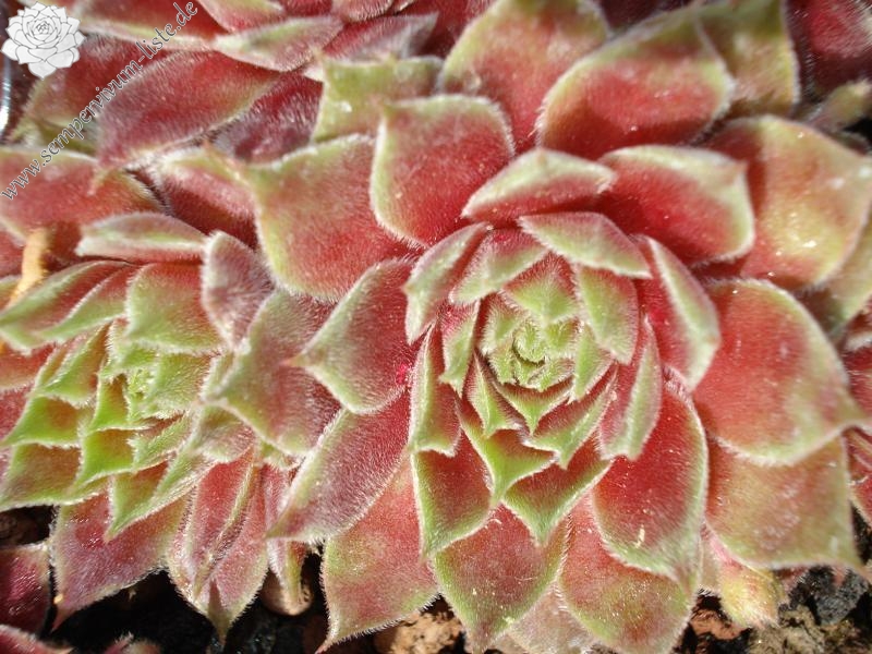 Pink Janis