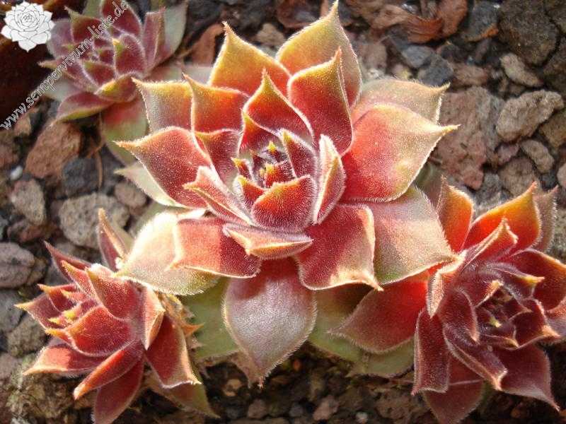 Pink Janis