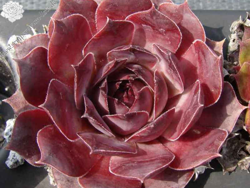 Plum Pie