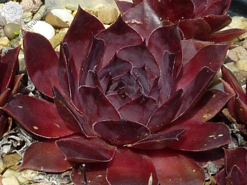 Plum Pie