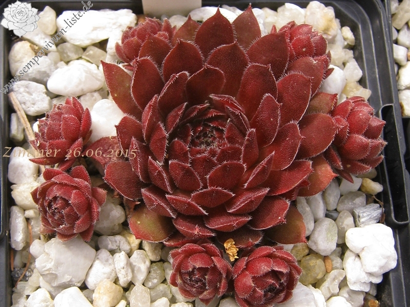 Velvet Blush