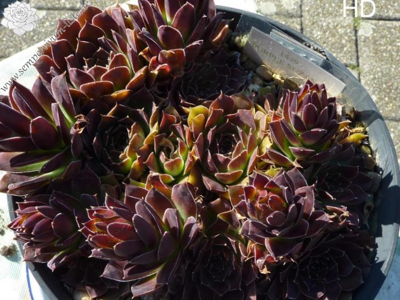 Purple Suzanna / Jovi