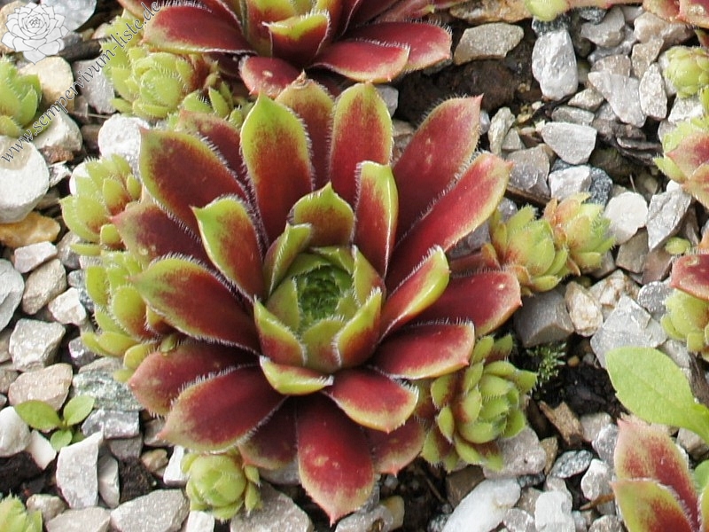 Rosenhügel
