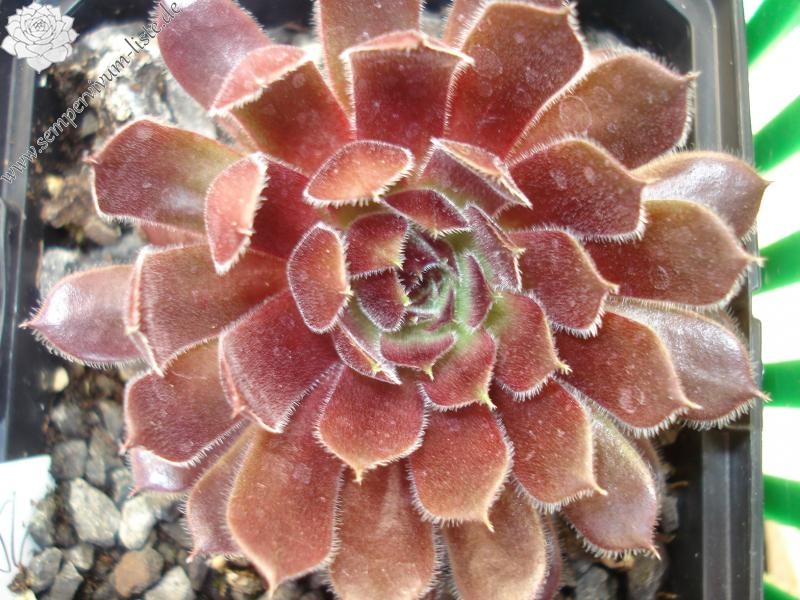 Velvet Blush