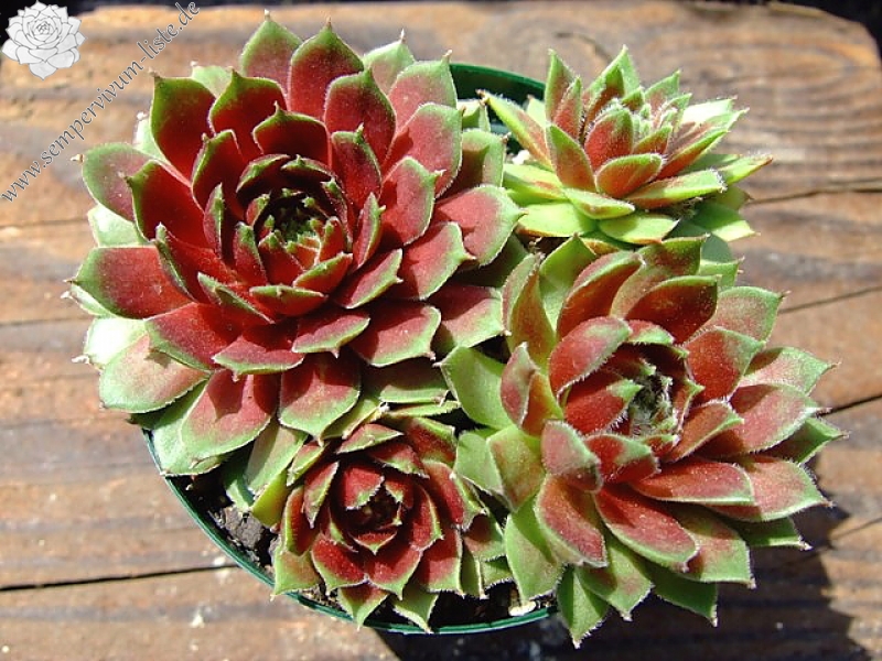 Veughelen