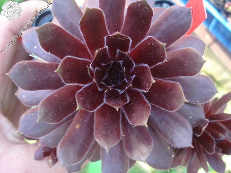Velvet Blush