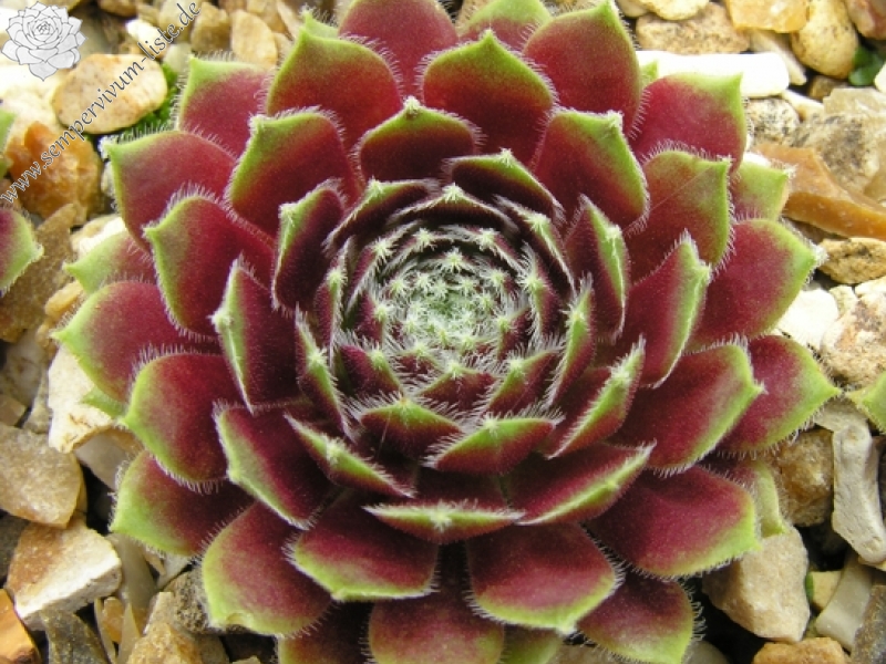 Veughelen