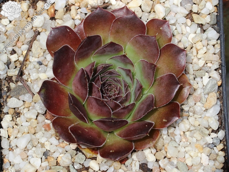 Purple Suzanna / Jovi