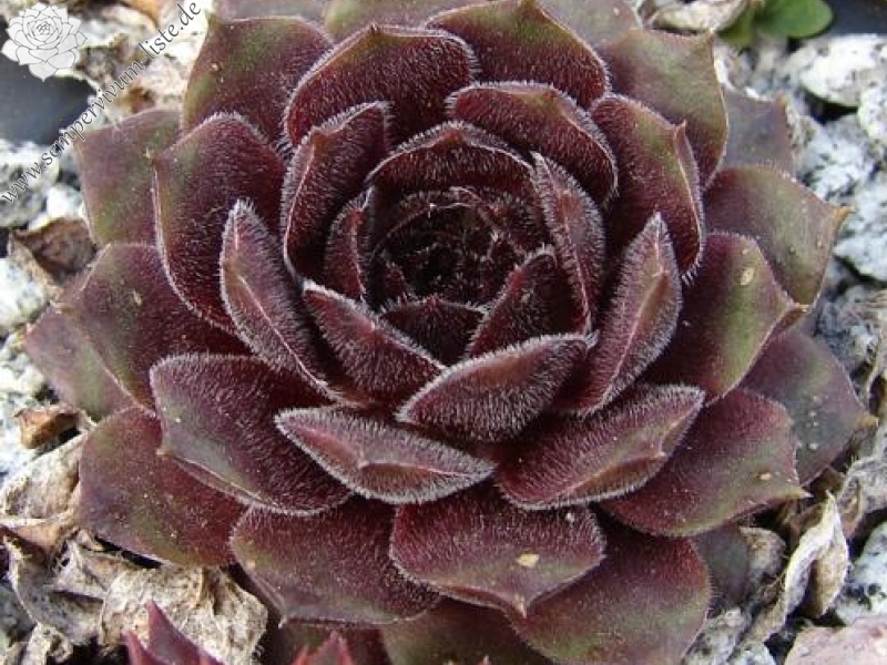 Velvet Blush