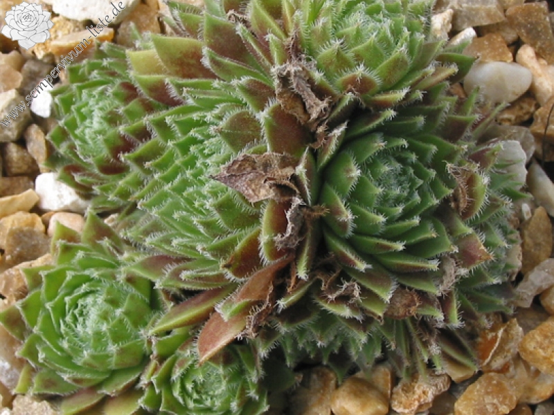 Veughelen