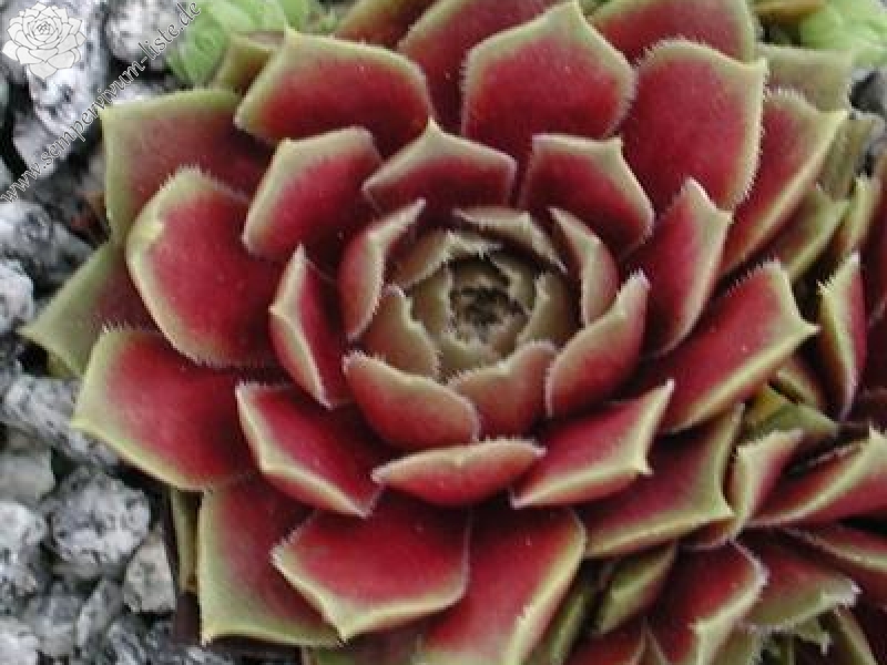 Rosenhügel