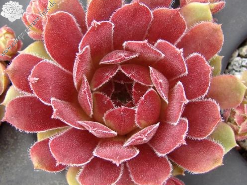 Velvet Blush