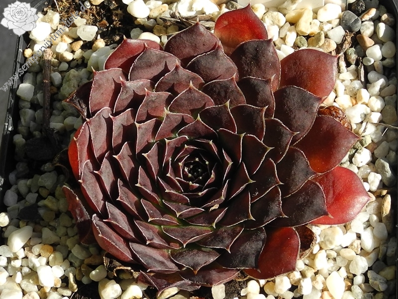 Purple Suzanna / Jovi