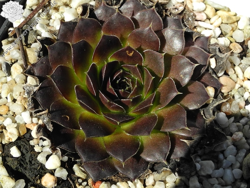 Purple Suzanna / Jovi