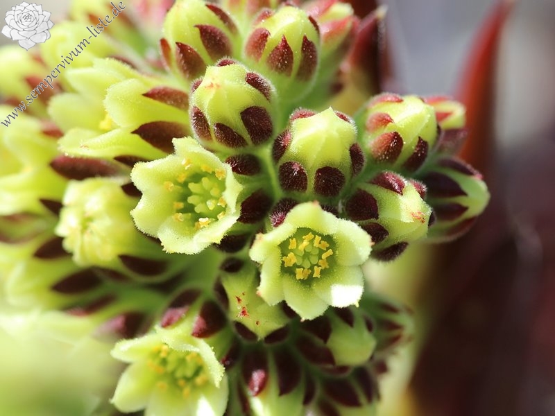 Purple Suzanna / Jovi