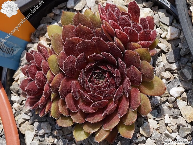 Velvet Blush