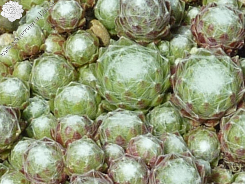 Qalila