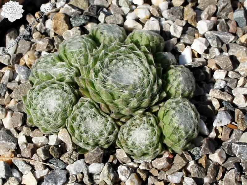 Qalila