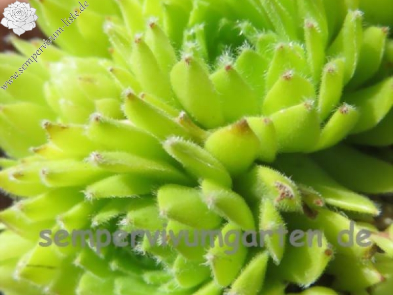 Quatsch