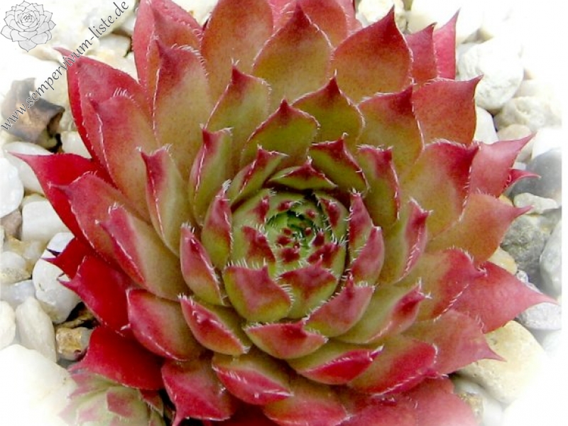 Winter Beauty ( II )