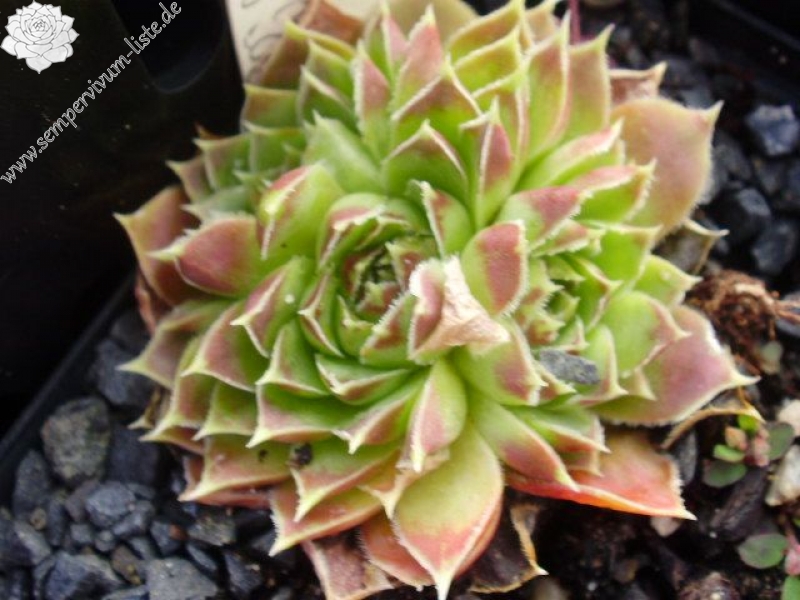 Pfälzer Bicolor/ Jovi