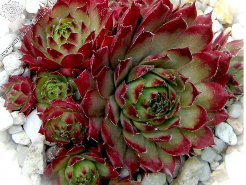 Winter Beauty ( II )