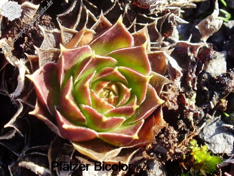 Pfälzer Bicolor/ Jovi