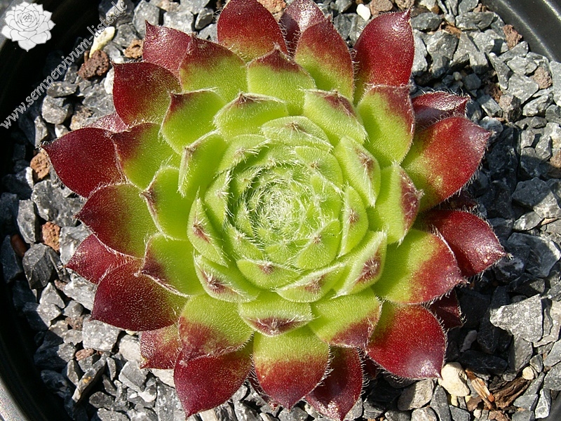 Ring of Fire