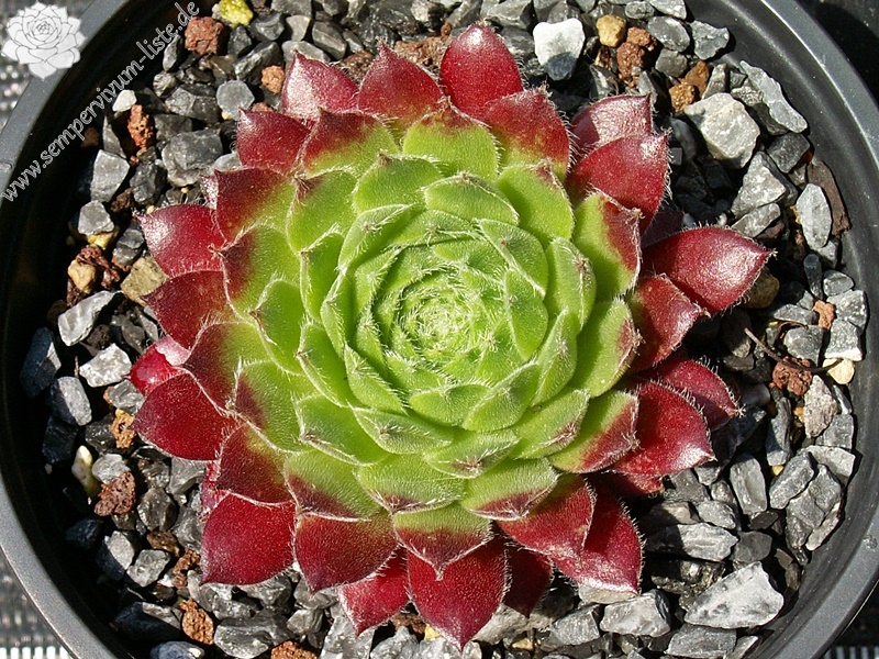 Ring of Fire