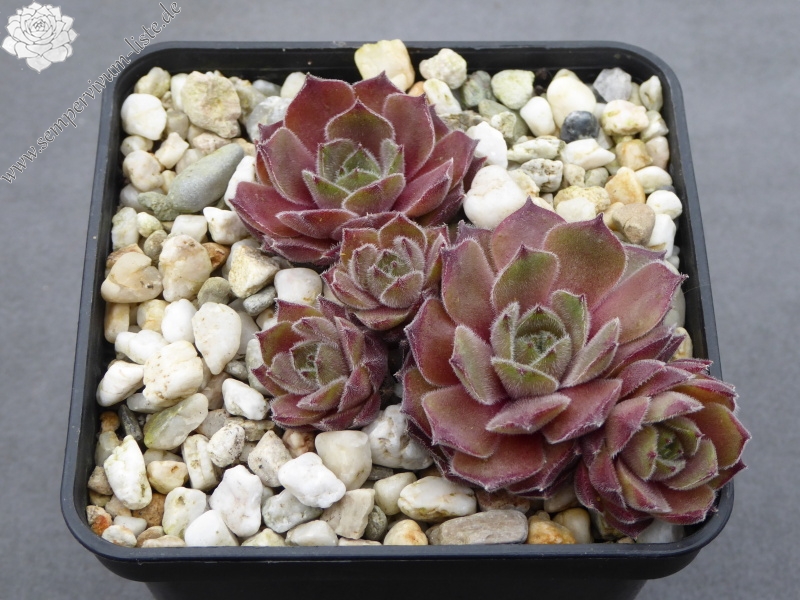 Rohesia