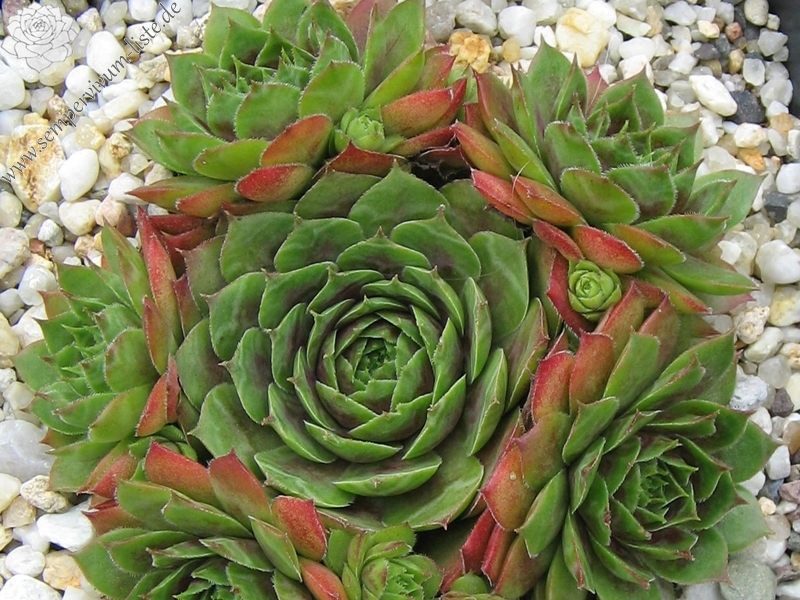 Roter Zwerg