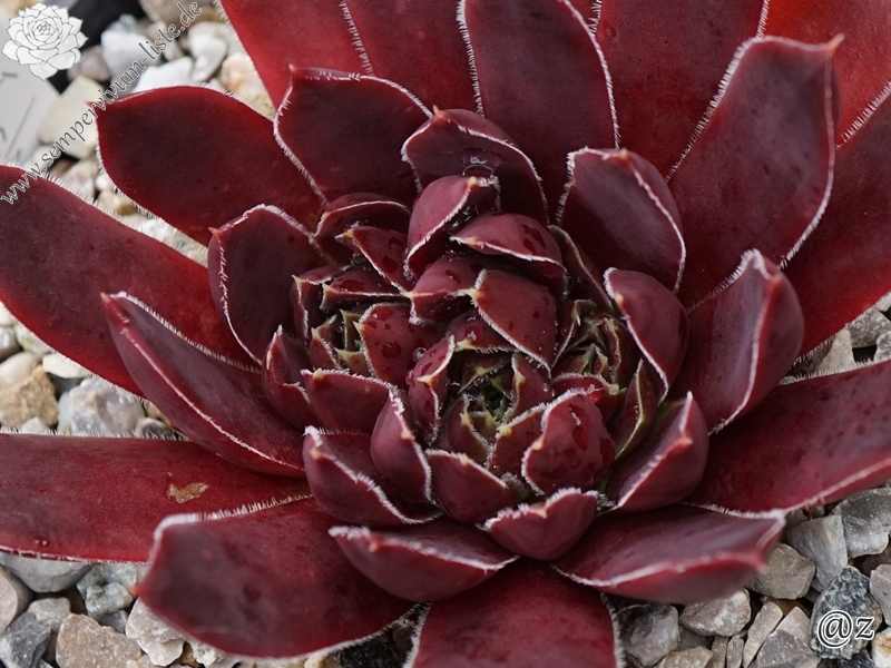 Rotes Eck / Jovi