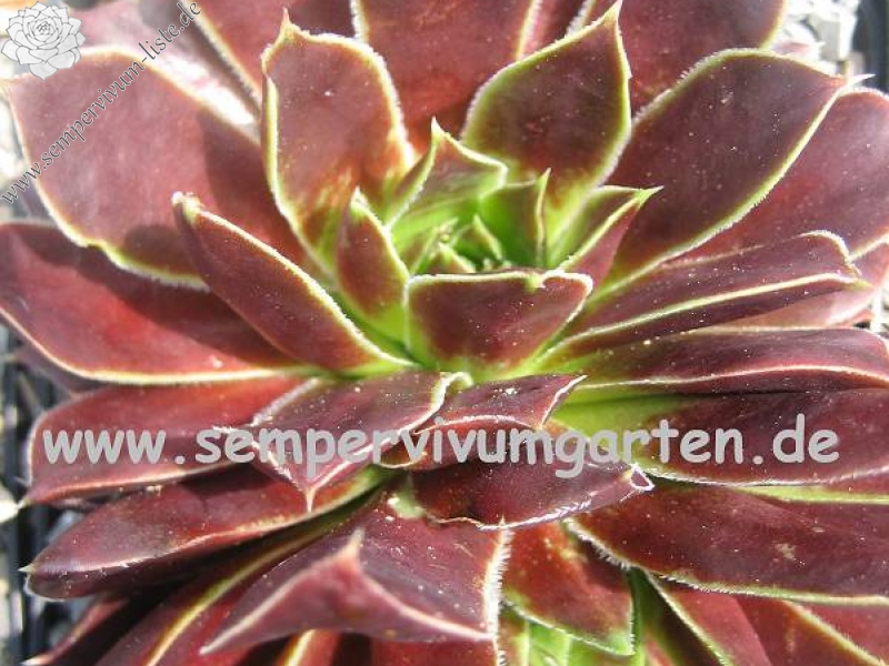 Rotes Eck / Jovi