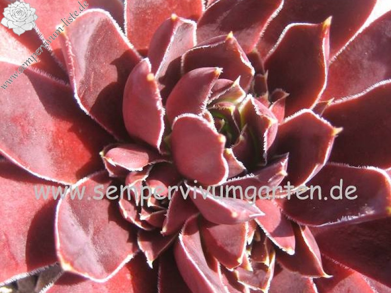 Rotes Eck / Jovi