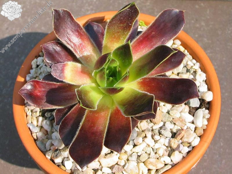 Rotes Eck / Jovi