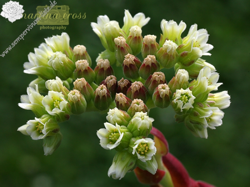 Rotes Eck / Jovi