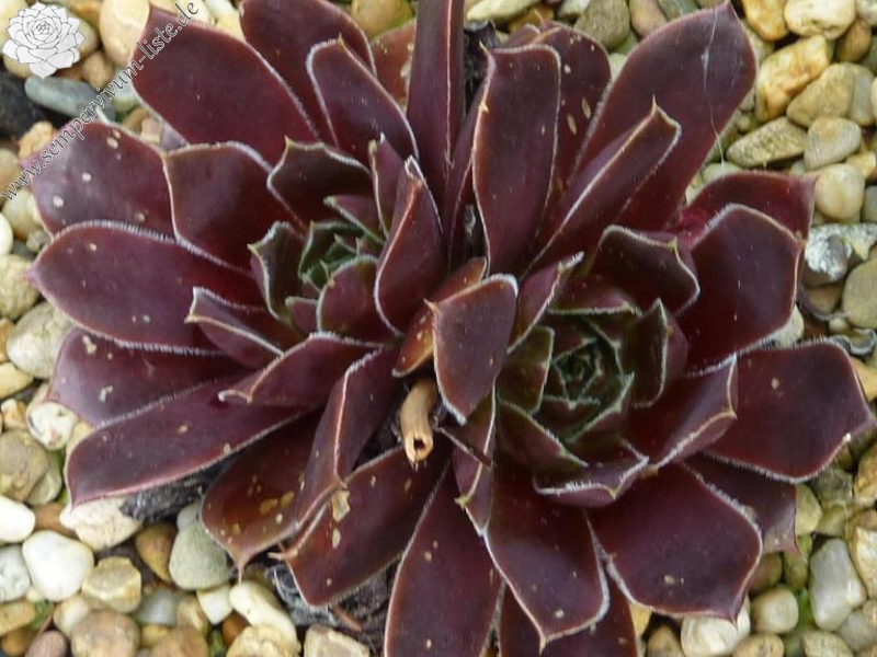 Rotes Eck / Jovi