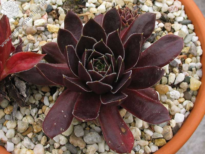 Rotes Eck / Jovi