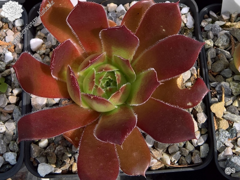 Rotes Wunder / Jovi