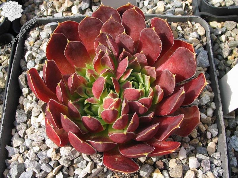 Rotgoldschale / Jovi