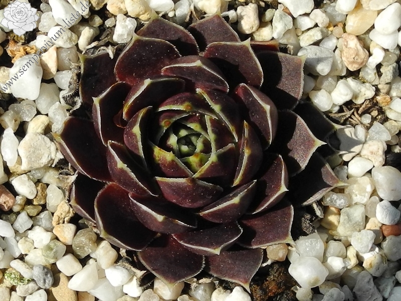 Russisches Roulett / Jovi